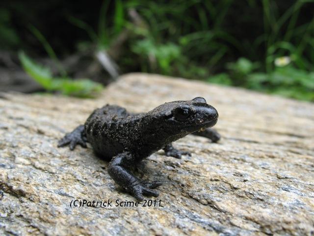 Salamandra atra e tritone alpestre